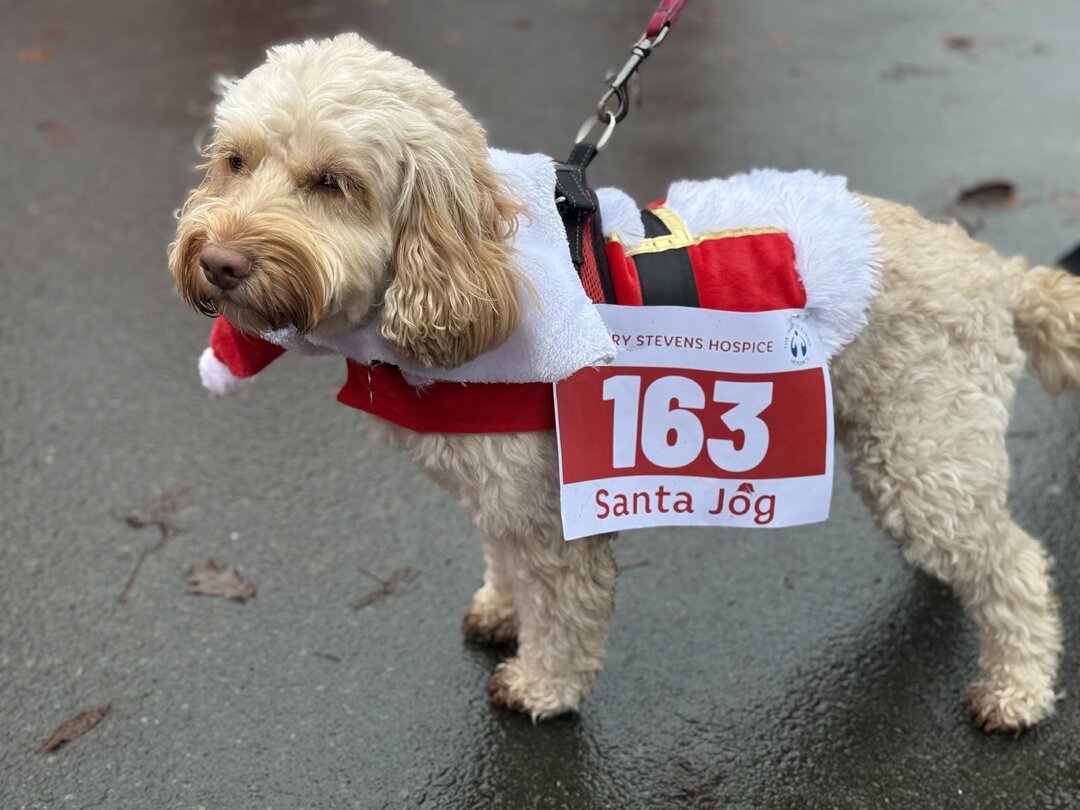 Dog wearing santa suit
