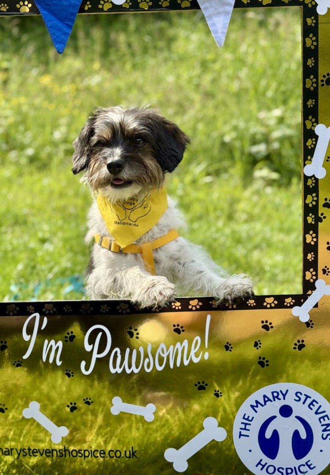 A small dog wearing a yellow therapy bandana and harness poses behind a decorative photo frame that reads 